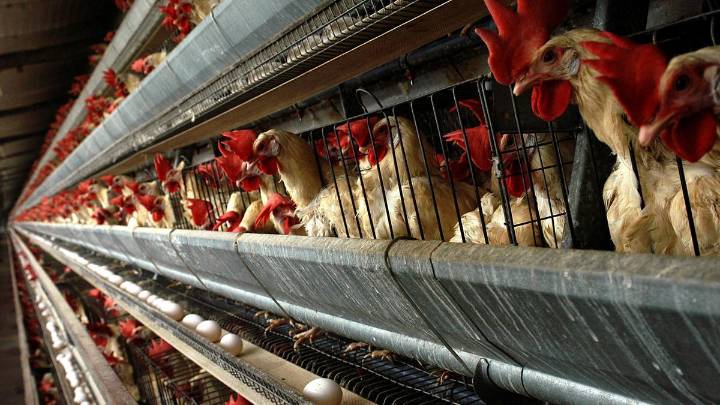 Estos son los municipios de la Ribera en los que el Gobierno confina aves para prevenir la gripe aviar