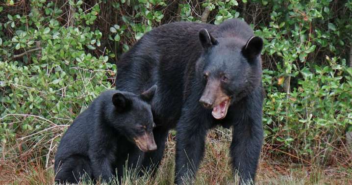 Florida bear hunt to take place next month after judge rejects injunction