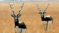 MP News: Ab Tak 664; Operation Blackbuck In Shajapur To Conclude Tomorrow; Government To Review It, South African Team To Return Home