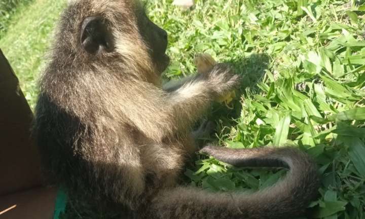 Resguardaron a un mono carayá que deambulaba sobre la Ruta 11