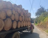 Pobladores de Santa Catarina del Monte detienen tala ilegal de árboles