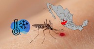 Advierten que el dengue pueda repuntar en Jalisco en invierno; el mosquito resiste hasta 0°C