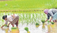 Telangana faces monocrop risk as Rabi paddy sowing surges