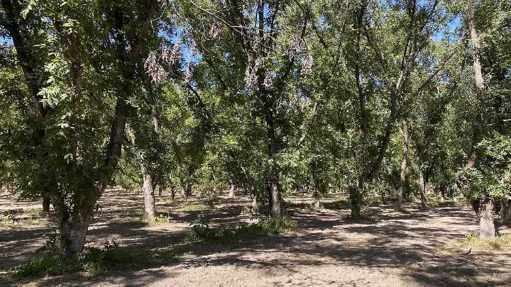 Nogaleros esperan revertir pérdidas por sequía con presa Pico de Águila, su última esperanza