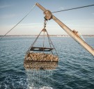 CT man accused of illegally harvesting shellfish from recreational beds