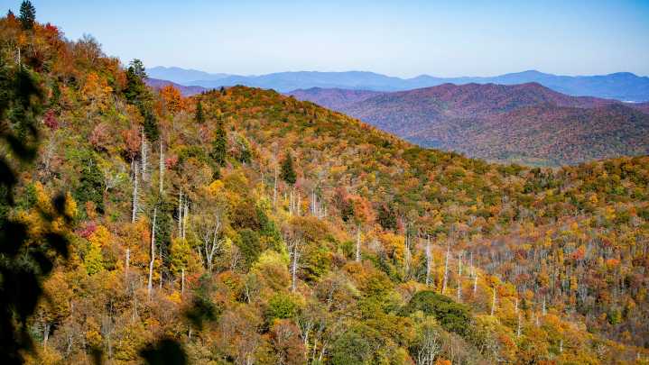 What to know about the best way to handle fall leaves on…