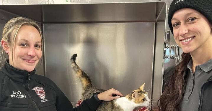 Cumberland/Lincoln Animal Shelter sees influx of cats for adoption