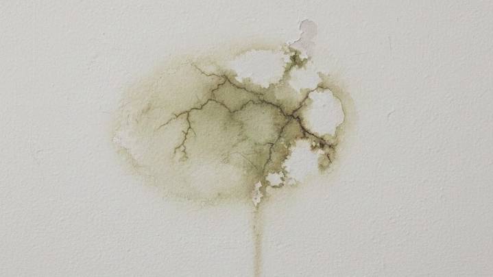 Ni cactus ni lengua de suegra: la planta que absorbe humedad y combate el moho