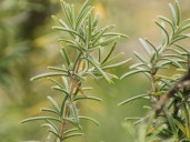 Para qué sirve hervir una rama de romero dentro de casa