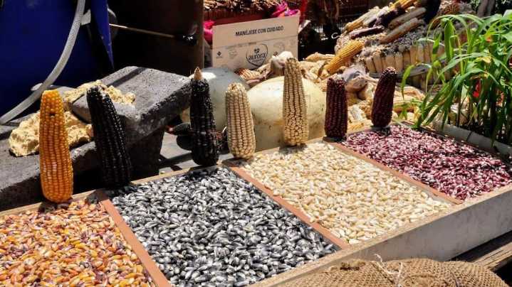 Buscará SeCampo mantener apoyo al precio de garantía al maíz para el 2026