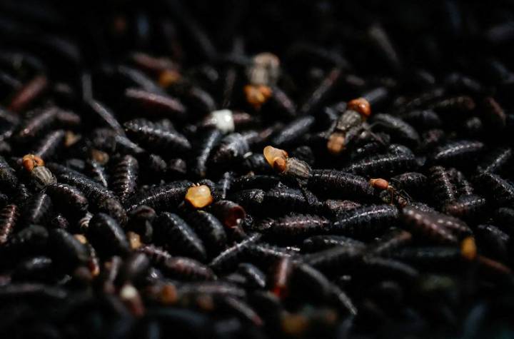 USDA opens sterile fly facility in Mexico to combat screwworm