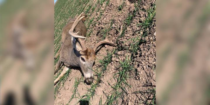 Kansas Game Wardens ask for help finding person who shot deer illegally