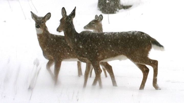 Michigan to see one of warmest opening days in decade. How warm firearm deer opener will be
