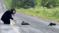 Washington Couple Notices Unusual Shape On Road And Finds Three Small Lives At Risk