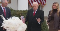 Trump pardons two turkeys named "Gobble" and "Waddle" in Thanksgiving tradition
