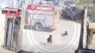 Atropellaron bomberos a perrito en Anapra