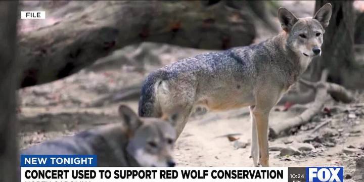 Concert used to support wolf conservation in North Carolina