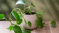 For Fuller Pothos Plants Try This Clever Propagation Method