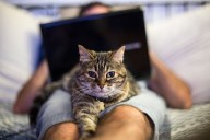 Man Says Roommate Is Mad He Won't Let Cat Sleep in His Bed