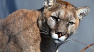 Mountain lion encounters are rare, but here's what to do if you encounter one