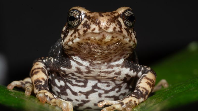 Newly identified species of Tanzanian tree toad leapfrog the tadpole stage and give birth to toadlets