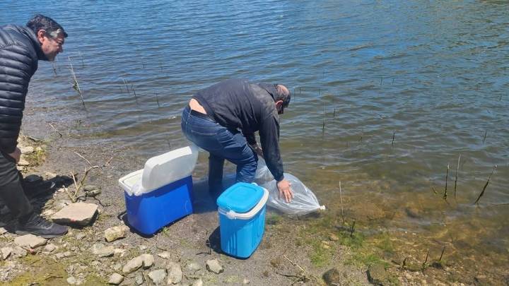 Sembraron 200 mil alevines de pejerrey en el dique de Collagasta