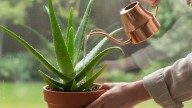 Ni todos los días ni cada un mes: cuándo hay que regar el aloe vera para que crezca rápido