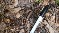 Michigan officials keep watch for invasive Asian jumping worms. What to know