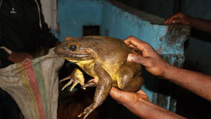 Meet The Goliath Frog: At Up To 3.3 Kilograms, It's The World's Biggest Frog Species