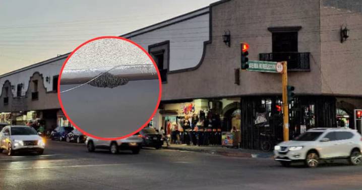 Presencia de enjambre de abejas en el Mercajeme no representó riesgo