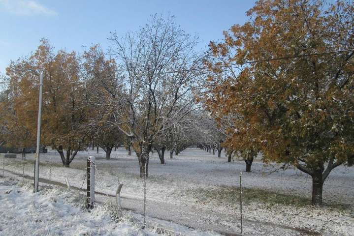 Pide Raúl Onofre a Sader federal apoyo emergente para los nogaleros de Coahuila al caer la producción de nuez