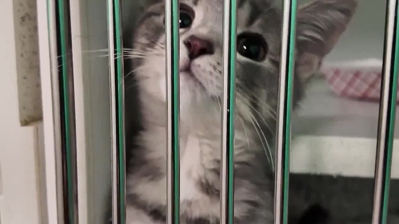 IACS sees improvements in adoption rates, a decrease in euthanasia