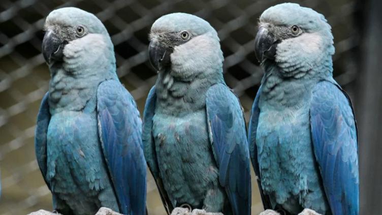 Oficial: últimos guacamayos azules dieron positivo a virus letal