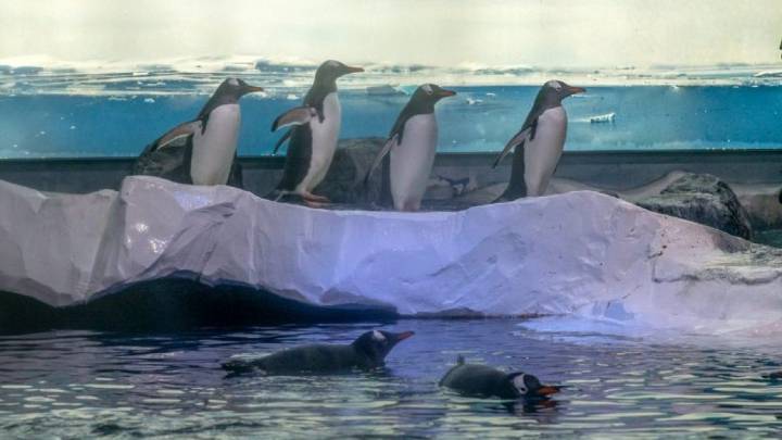 75 MPs join call for release of 15 penguins 'trapped in basement'