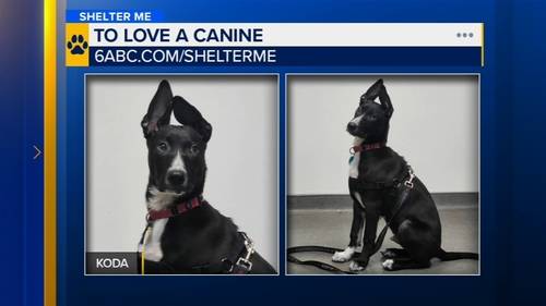 Shelter Me: Meet Koda from To Love a Canine Rescue in Malvern, Pennsylvania