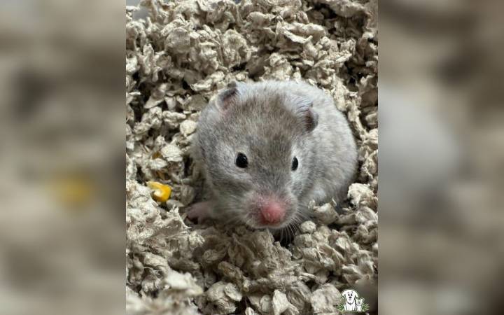 Animal rescue in Calgary looking to house 35 hamsters