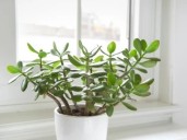 Para qué sirve tener un árbol de jade, cómo saber si es macho o hembra y qué recomiendan para cuidarlo