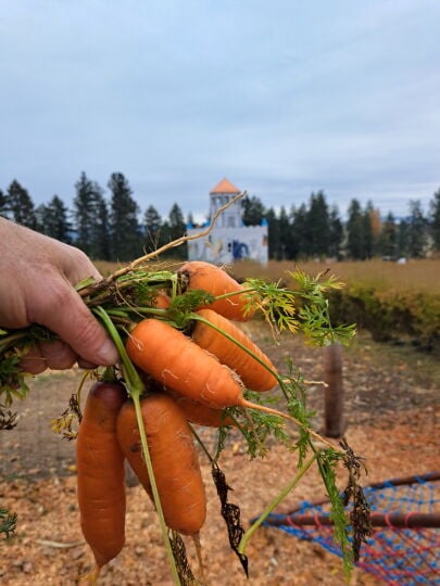 Siemers Farm invites community to take home free carrots over weekend