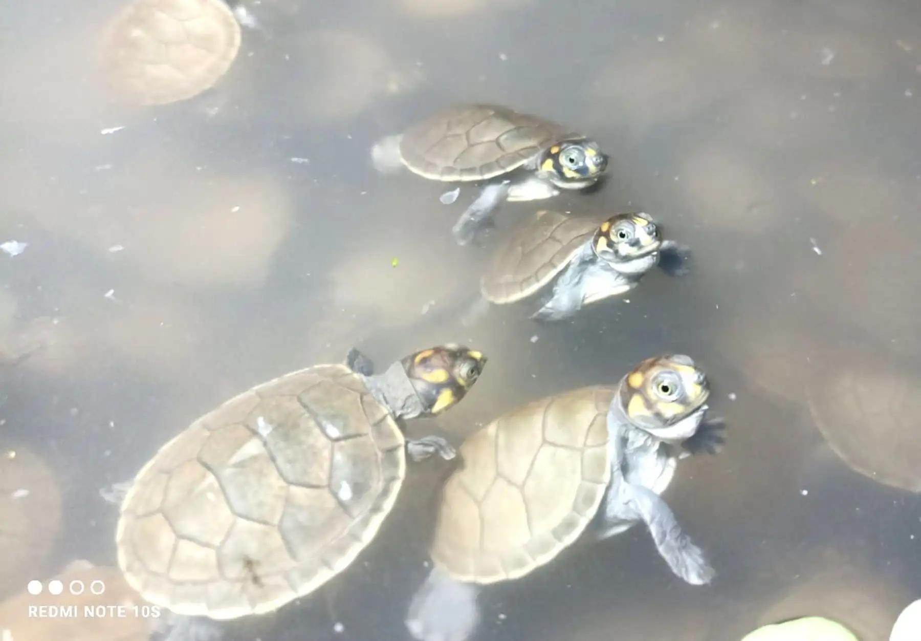 Espectáculo en la Amazonía: 6,500 taricayas retornan al río en Parque Sierra del Divisor