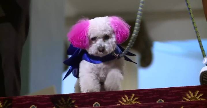 Richmond SPCA's Fur Ball raises money for 'crucial medical treatment' for homeless animals in Richmond