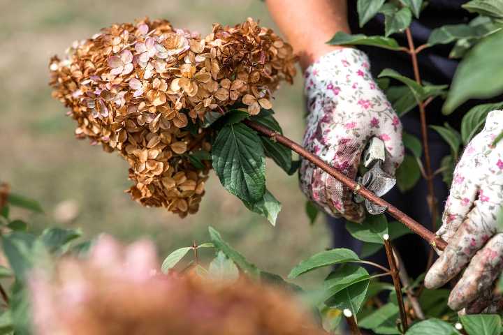 3 Plants You Should Prune Before Winter Begins