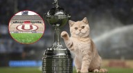 Gatos 'raptan' la Copa Libertadores e hinchas enloquecen en redes: "La michi señal"