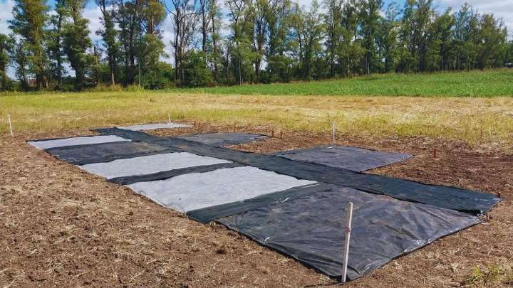 Con radiación solar reducen en un 50% la aparición de malezas