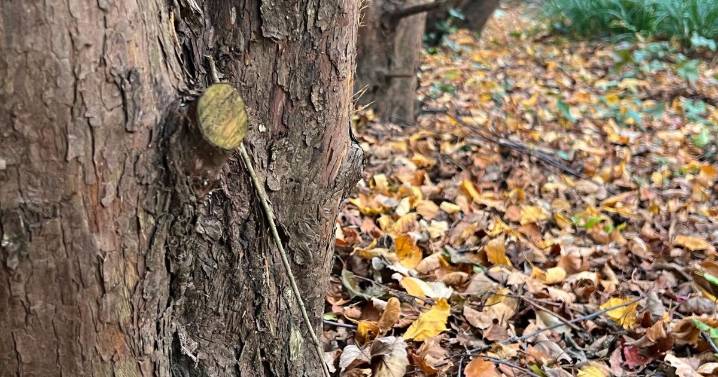 Transform fallen leaves into valuable leaf mold for your garden this fall |