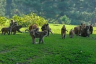 Dead Monkey Found in North Kashmir Water Plant, Residents Express Safety Concerns