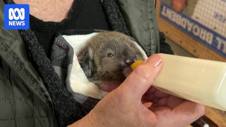 Medical waste destined for landfill diverted to wildlife charities in Victoria