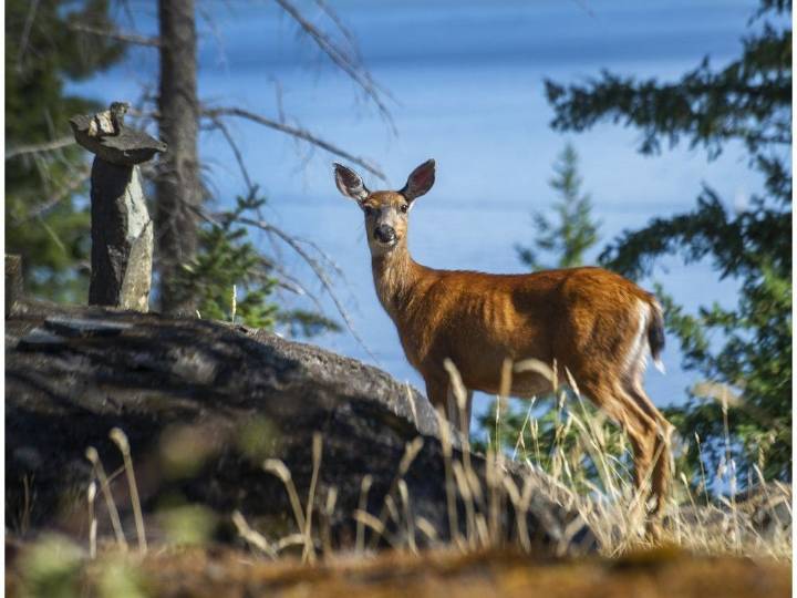 Deadly deer disease may have spread in B.C.