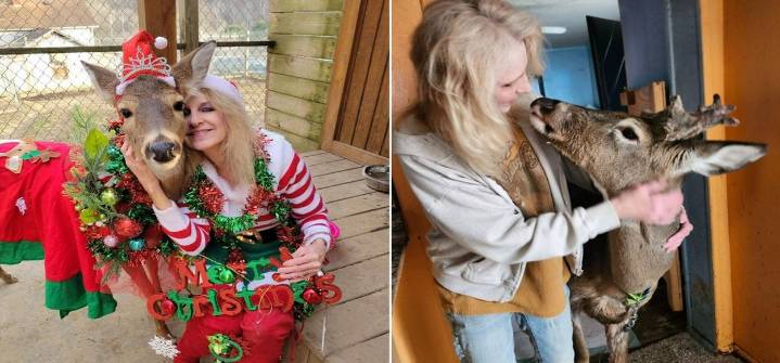 Una mujer murió tras ser atacada por un ciervo que intentaba domesticar en Estados Unidos