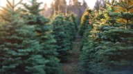 MAP | Where to get a Christmas tree near Sacramento in 2025