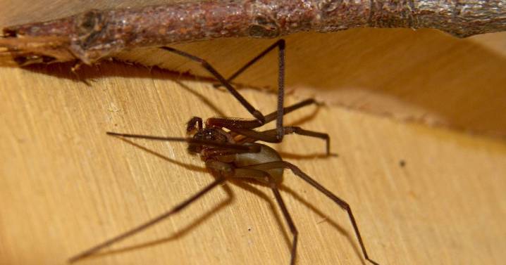 Family lived with 2,000 spiders for years and what happened left scientists floored